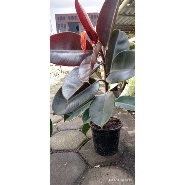 Flowersbloom Karet Kebo Merah/Ficus Elastica Burgundy