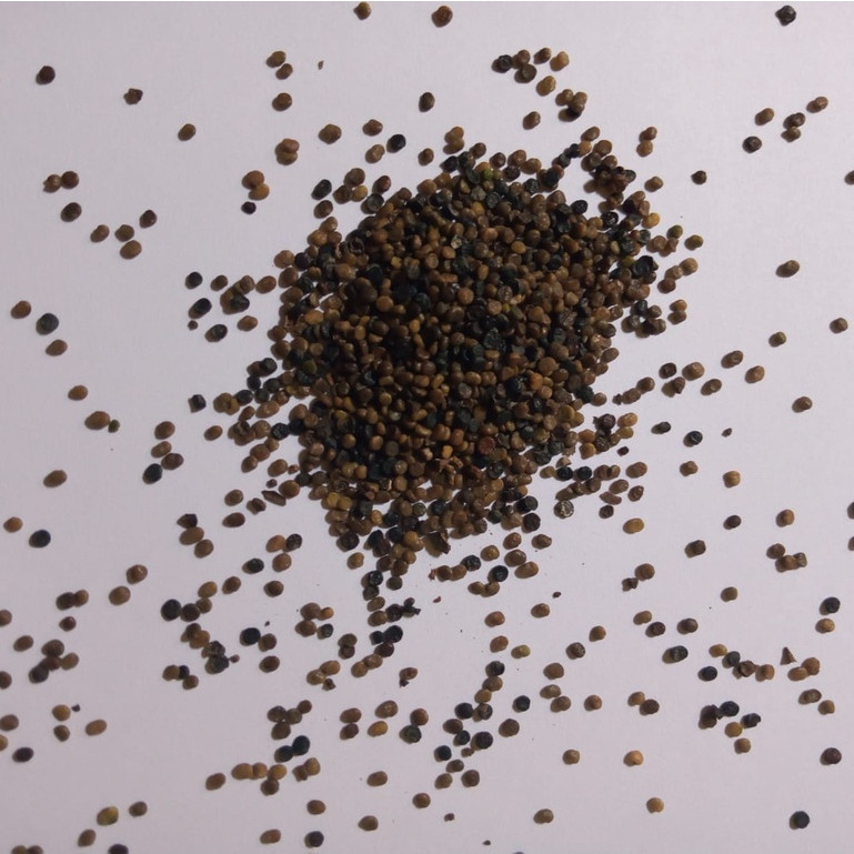 Happygardens Benih Indigofera & Benih Kaliandra Merah Premium