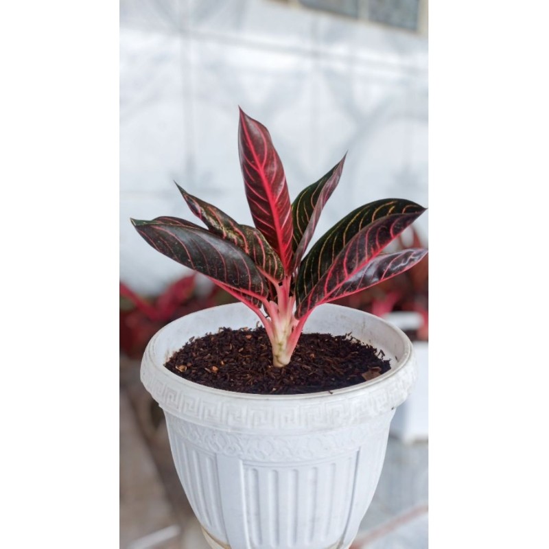Happygardens Aglonema Pos Red Anakan Aglonema Red Sumatra Redsum