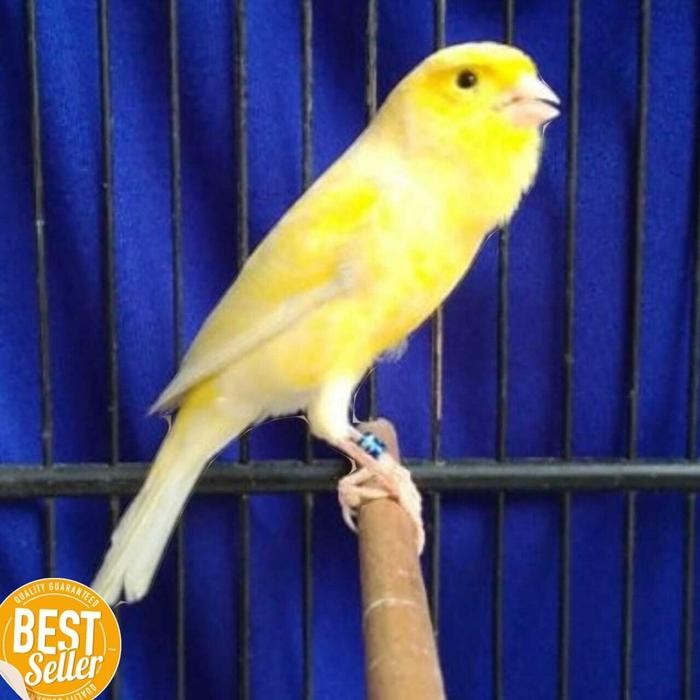 Murni Petshop - Burung Kenari Loper Gacor