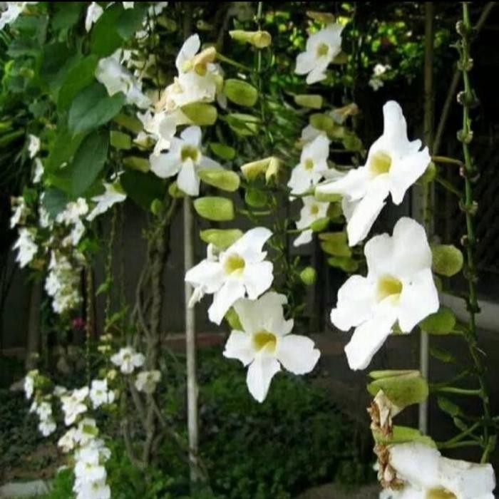 Ready Stock Tanaman Rambat Bunga Tumbergia Bunga Putih Thunbergia Merambat