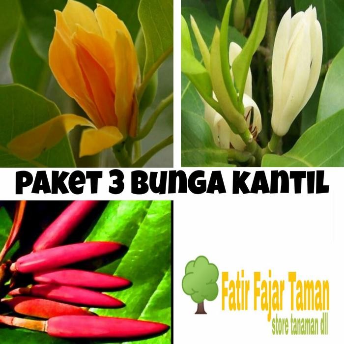 Ready Stock Paket 3 Tanaman Bunga Kantil Putih Merah Kuning / Bunga Cempaka -Bibit