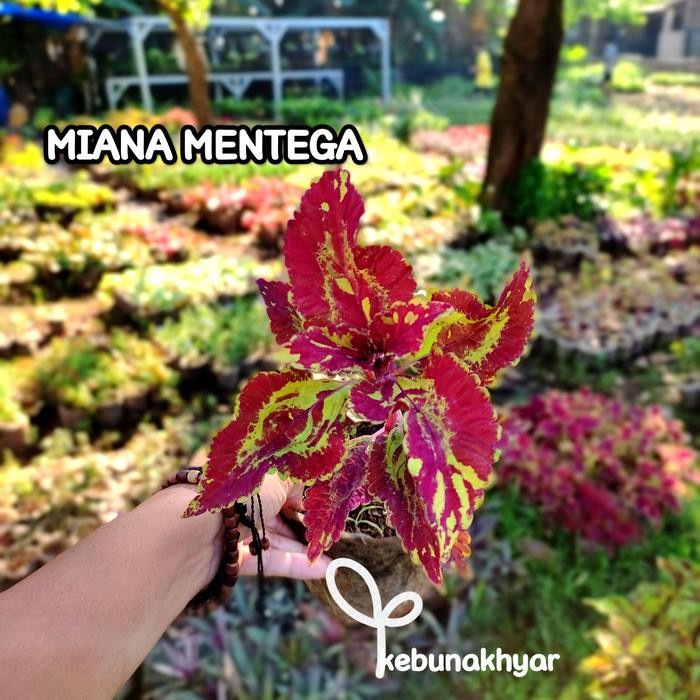 Ready Stock Miana Mentega Tanaman Hias Daun Miana Batik Miyana Hias Coleus