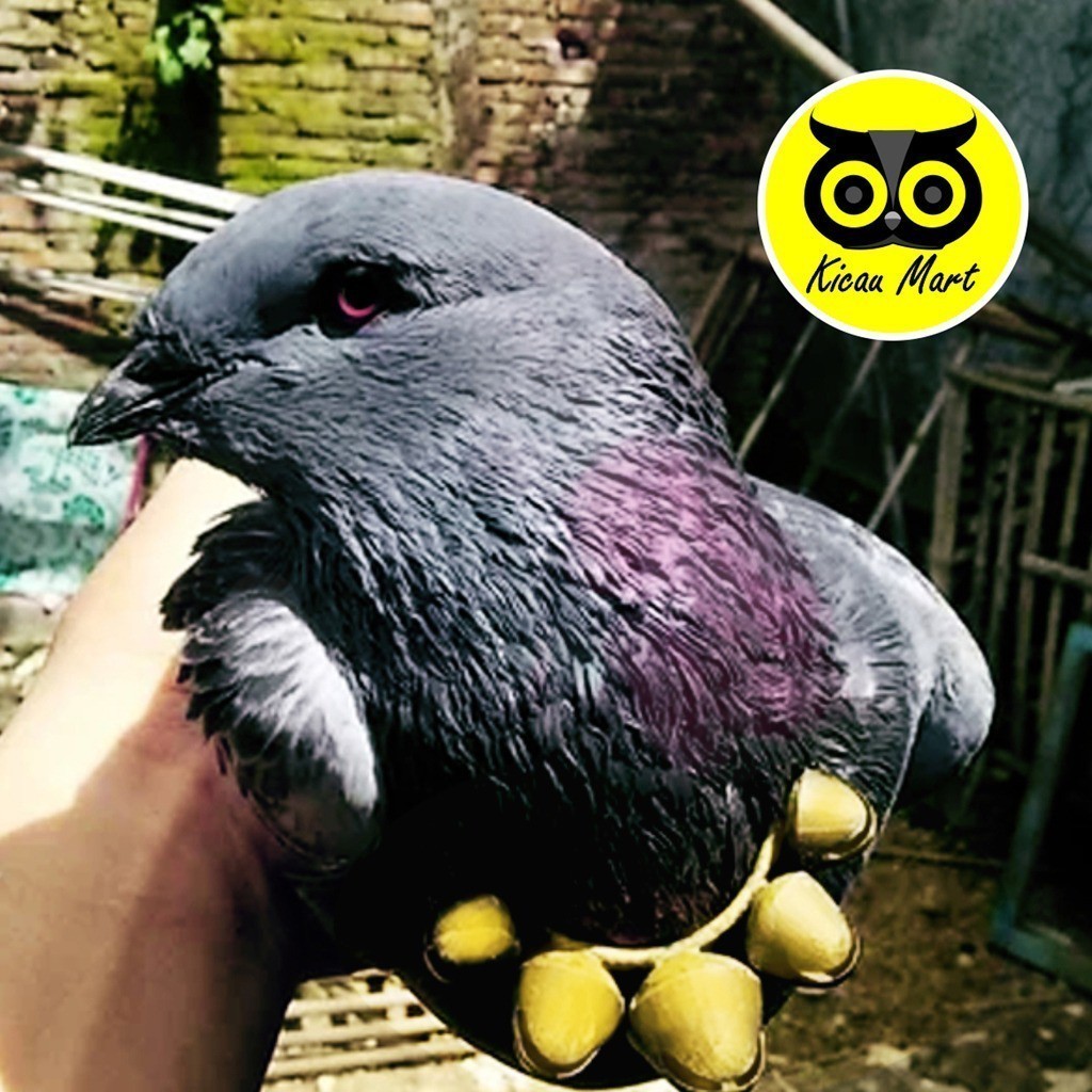 KICAU MART SAWANGAN MERPATI KALUNG HATONG HOTANG SAWANGAN LONCENG EMAS PELUIT PLUIT BURUNG MERPATI