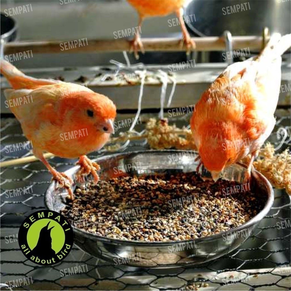 SEMPATI Pakan Kenari Harian 1 Kg Sempati Kenari Canary Seed Nigger Niger Seed Biji Sawi Pakan