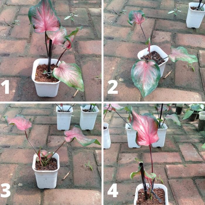 

Bibit Caladium Keladi red hot - Tanaman Hias Murah