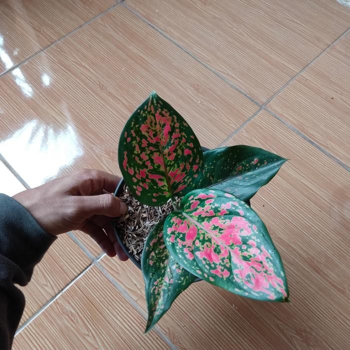 

tanaman hias bibit aglonema anjamani