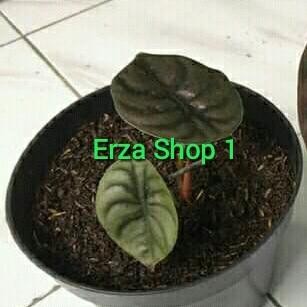 

Bibit Tanaman Hias Alocasia Cuprea - Keladi Tengkorak