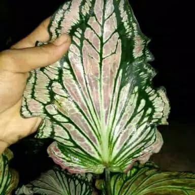 

Tanaman Hias Keladi Wayang - Bibit Pohon Keladi Wayanh