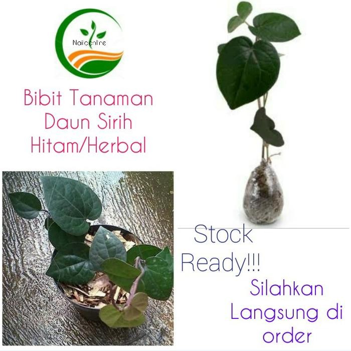 

Bibit Tanaman Herbal Daun Sirih Hitam/Pohon Daun Sirih Hitam/Herbal