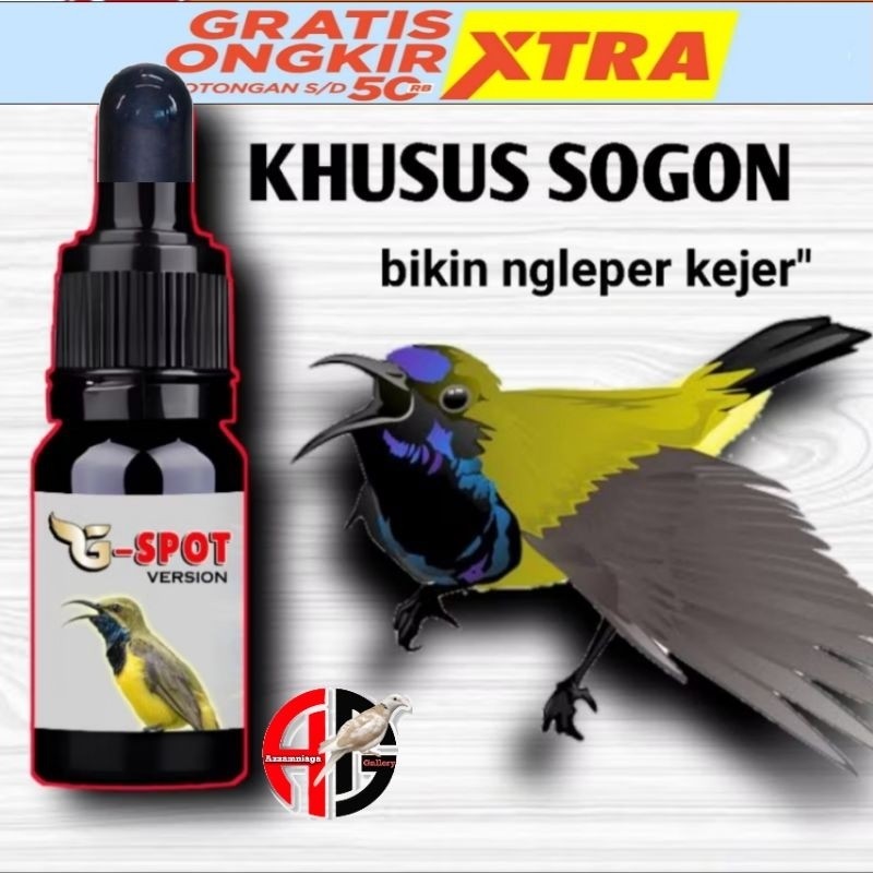 G SPOT METABOLISME PENGGACOR BURUNG SOGON PLECI BURUNG OCEHAN G SPOT