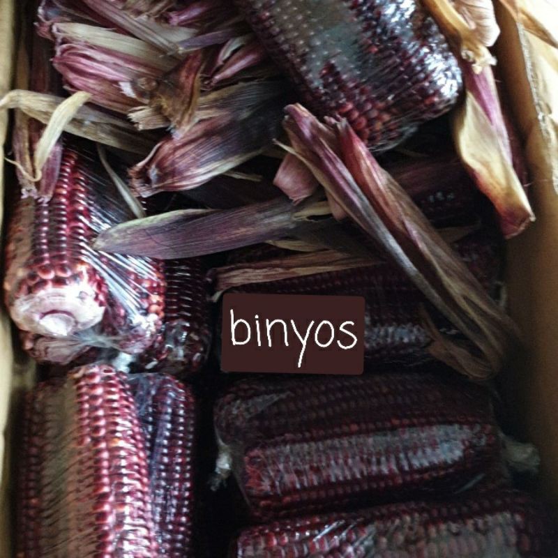 

Jagung Ketan Ungu