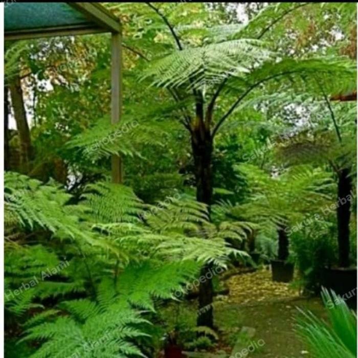 tanaman hias pakis monyet pakis hutan pakis batang pakis jumbo bibit