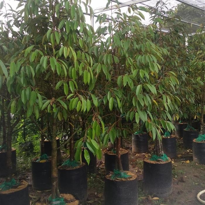 Pohon Durian Bawor asli batang besar Tinggi 2 meter