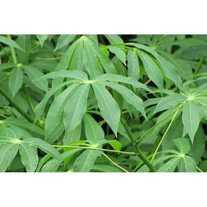 

Daun Singkong Segar 1 Kg Bahan Ecoprint