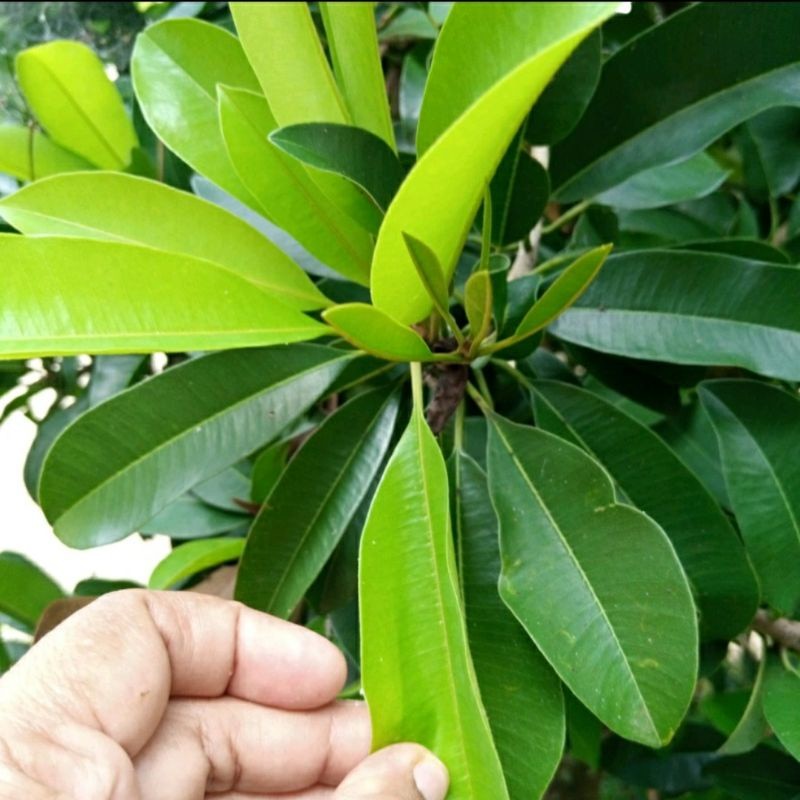 

Daun Sawo Segar 1 Kg / Daun Buah Sawo Segar