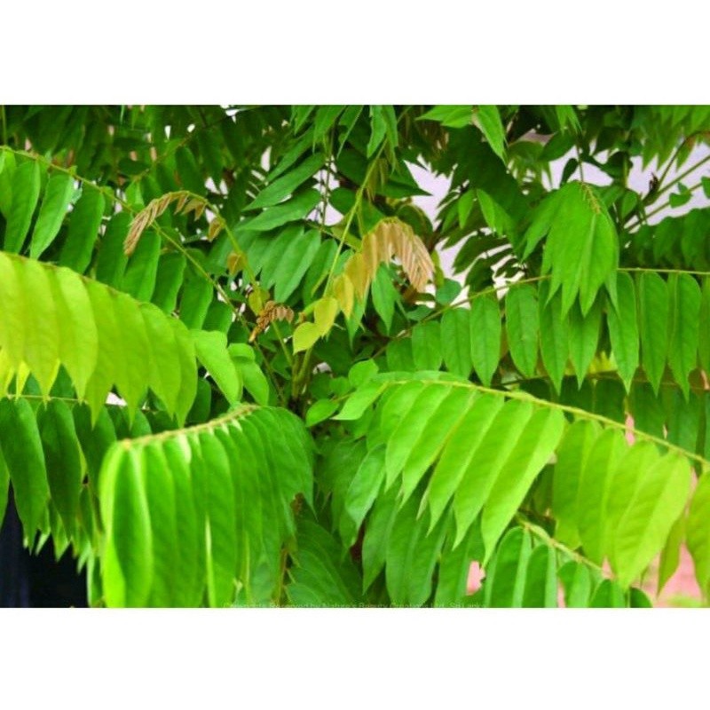 

Daun Belimbing Wuluh Segar 1 Kg Bahan Ecoprint / Daun Belimbing Wuluh Obat Herbal Alami Untuk