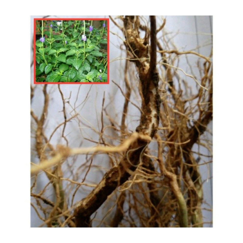 

Akar Pecut Kuda Segar 1 Kg/ Akar Jarong Segar