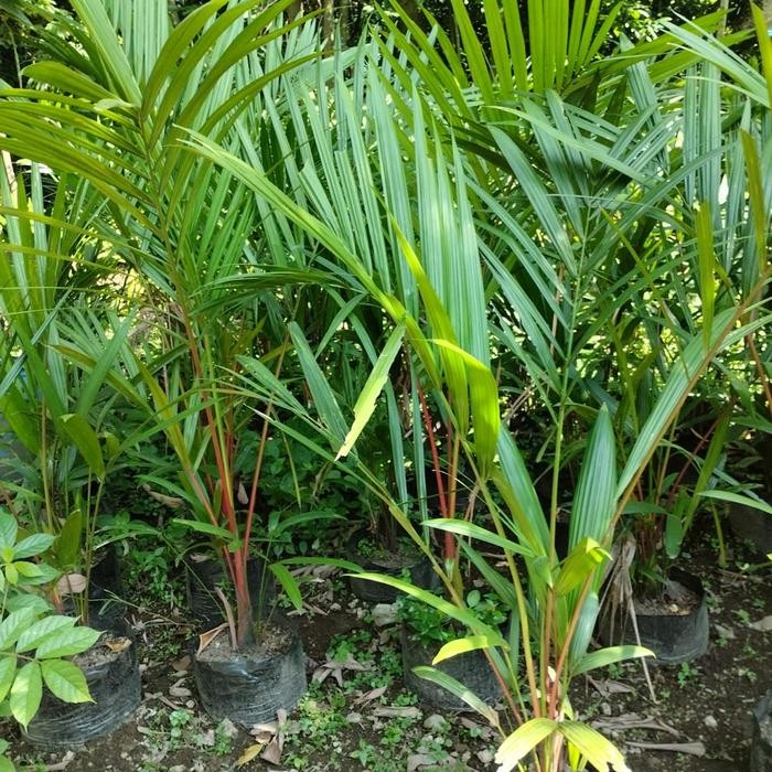bibit tanaman palem merah 50-60cm