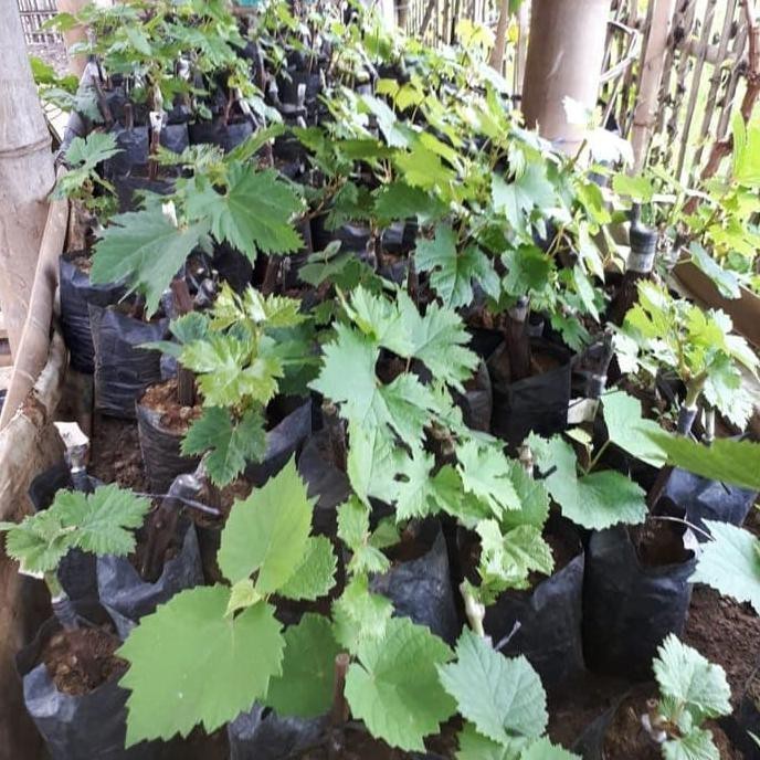 

Bibit Buah Tanaman Anggur Transfigurasi