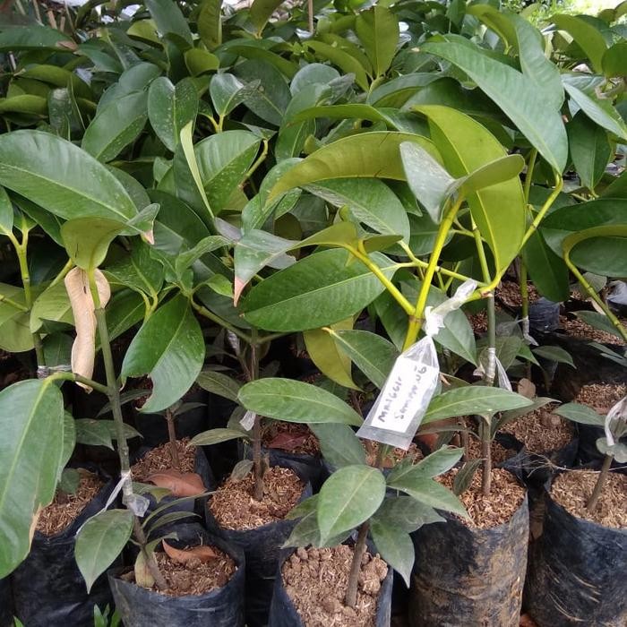 

bibit pohon buah Manggis/tanaman buah manggis(okulasi)
