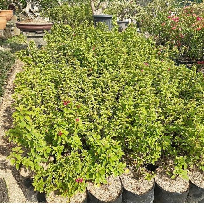 tanaman hias Bougenville sakura white - bibit tanaman Bougenville