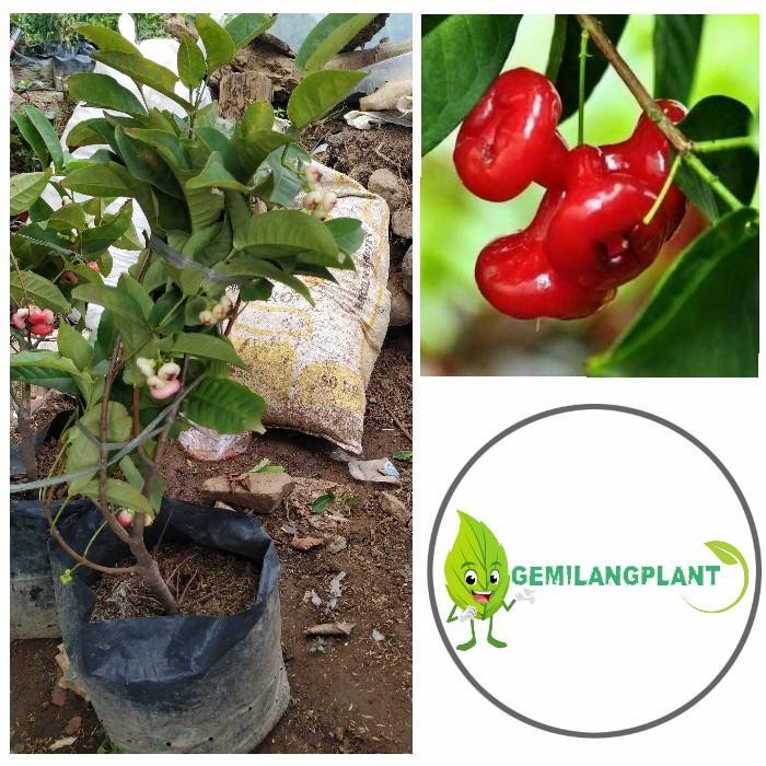 

Bibit Pohon Buah Jambu Kancing - Tanaman Jambu Air Merah