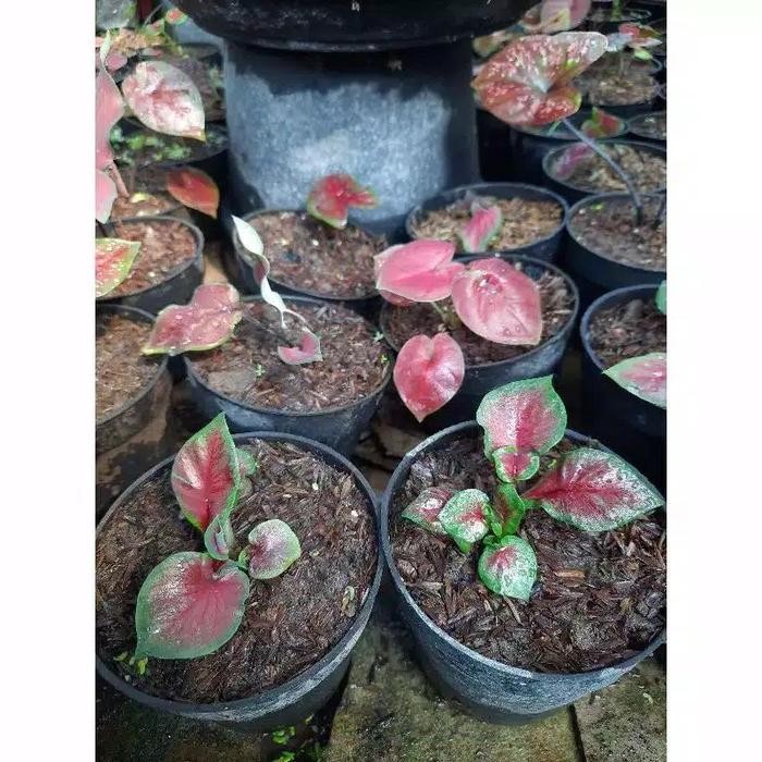 

tanaman hias cladium-keladi bibit red jaguar