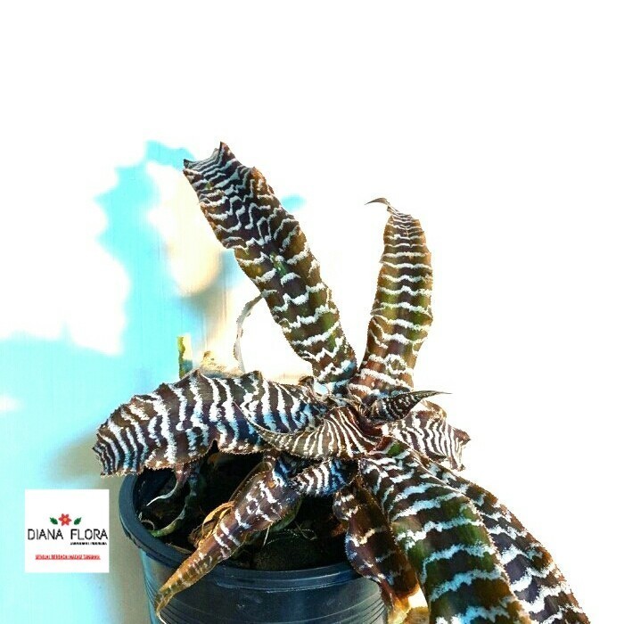 

Tanaman Hias Zebra Bromellia Bibit Tanaman Hias Bromelia Belang Mini