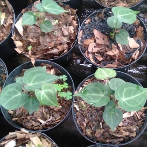 tanaman kuping gajah tarantula bibit