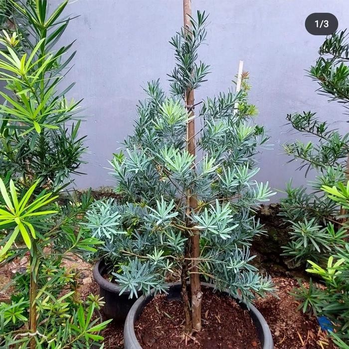 bibit tanaman lohansung blue ice silver - lohansung silver