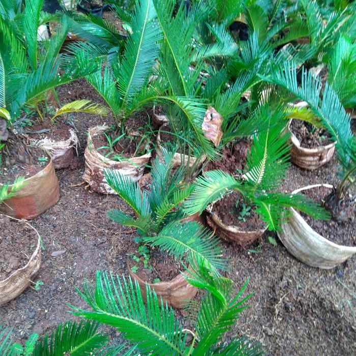 

bibit tanaman hias palm sikas