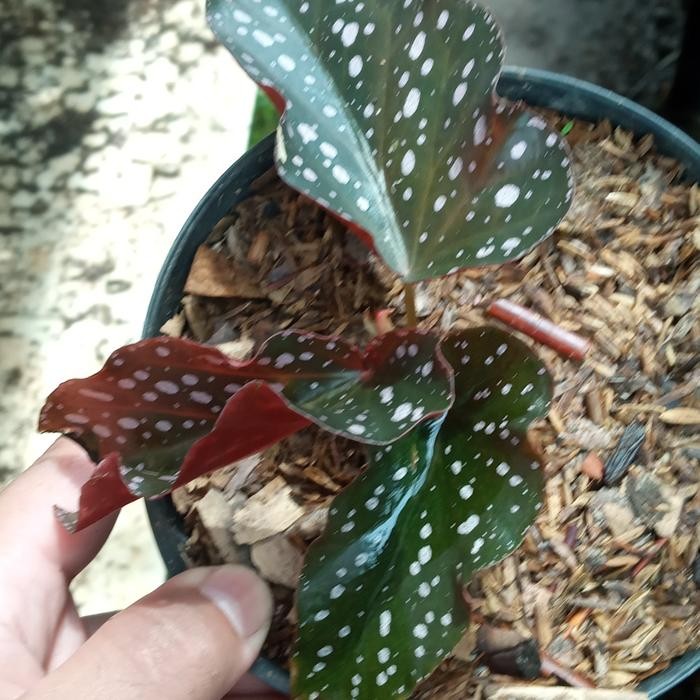 

tanaman begonia polkadot mocca bibit
