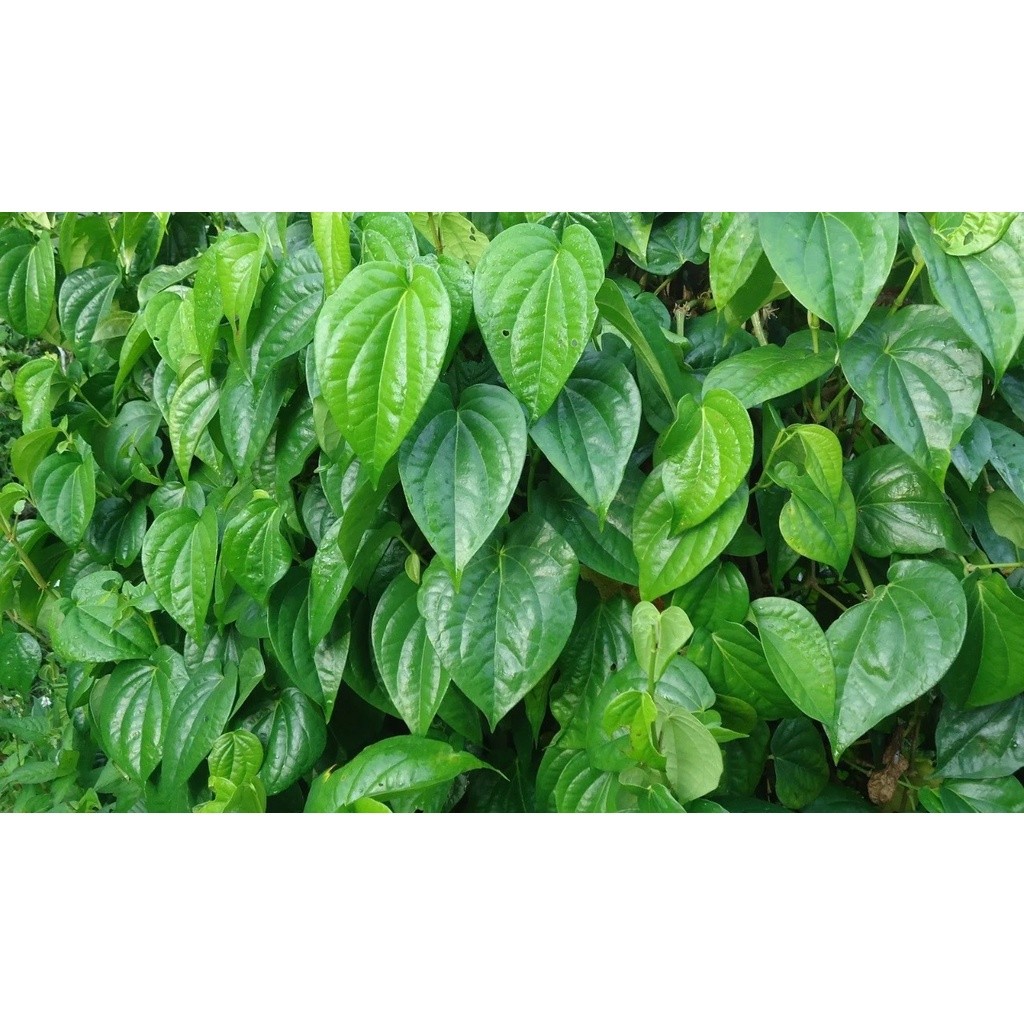 

DAUN SIRIH SEGAR LANGSUNG PETIK DARI KEBUN 100% ORIGINAL