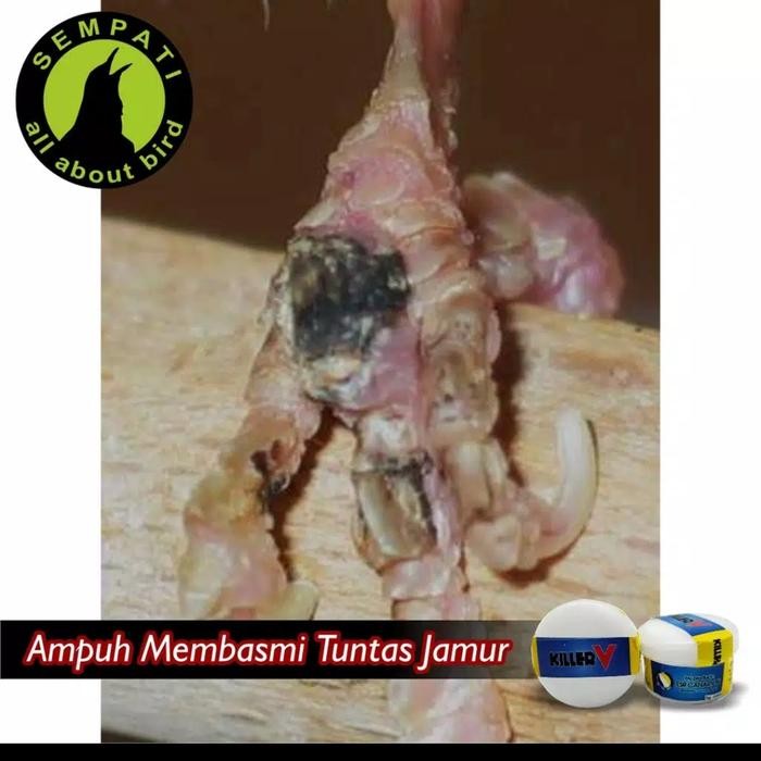 Gass. Killer V Kiler V Salep Kaki Burung / Obat Kaki Burung Kenari Bengkak