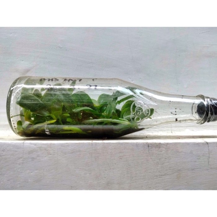 Bibit Botol Anggrek Bulan Taiwan Hybrid