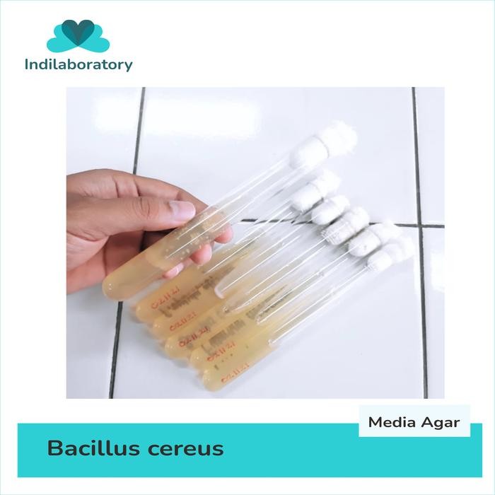 Kultur Isolat Biakan murni Bakteri Bacillus cereus