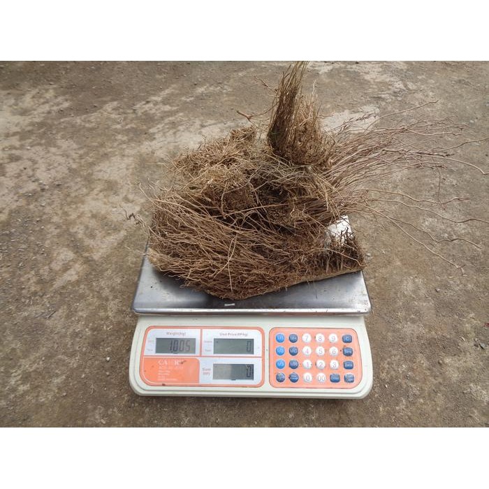 Akar bambu asli bahan pupuk organik jakaba dan pgpr isi 1 kg