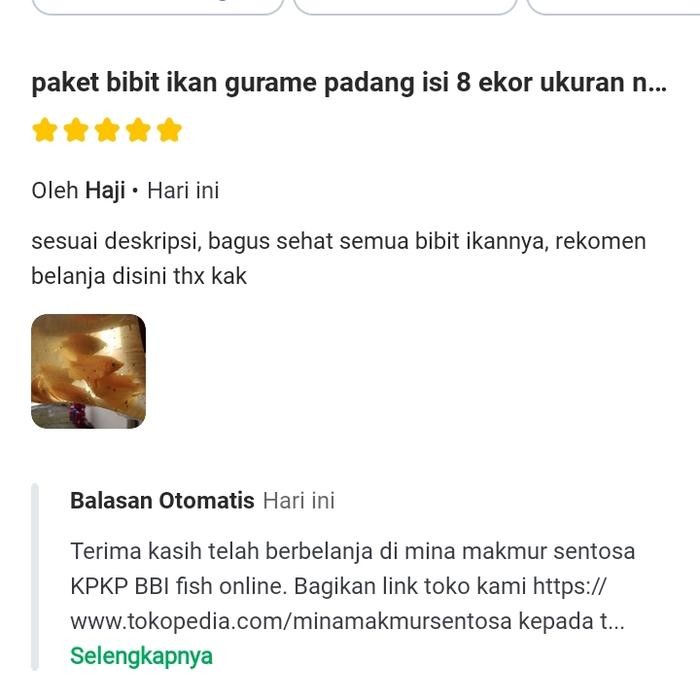 PAKET BIBIT IKAN GURAME PADANG ISI 8 EKOR UKURAN NYUPER 2-3 JARI