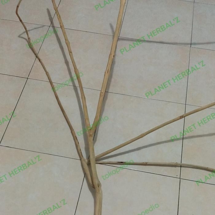 tangkringan burung / kayu kopi bercabang