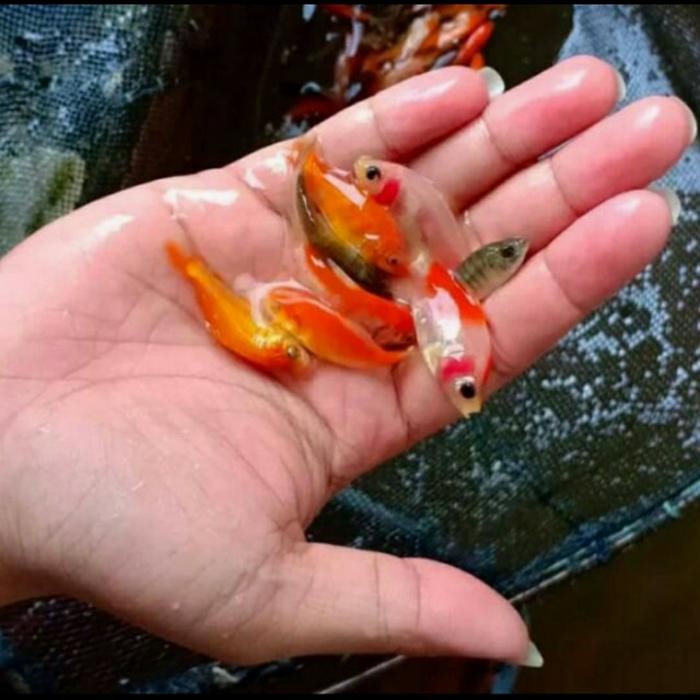 Ikan Mas Kecil, Pakan Ikan Predator, 1 Liter
