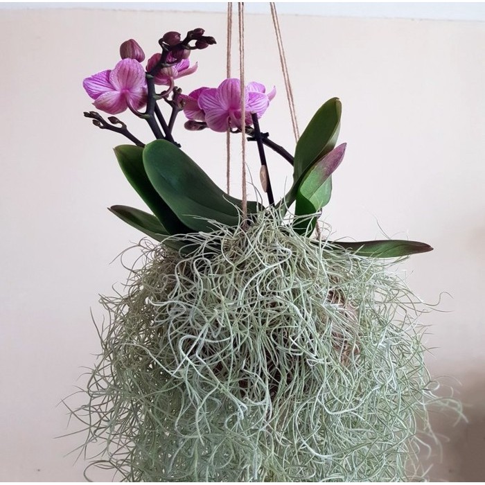 Terlaris Mossball - Spanish Moss Jenggot Musa Bisa Media Tempel Bunga Anggrek