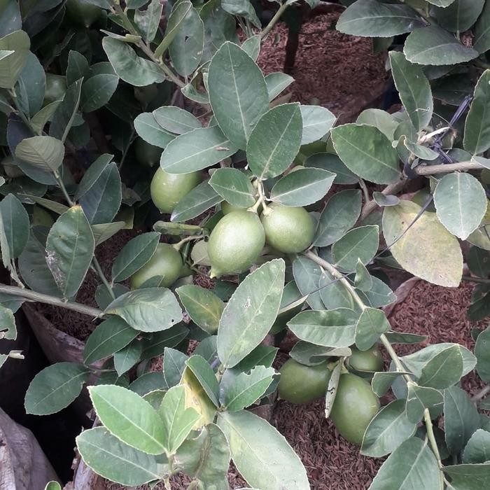 Terlaris Pohon Jeruk Lemon Tih.Besar