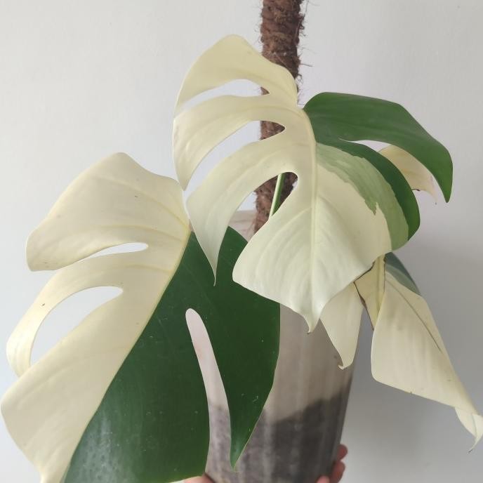 monstera variegata halfmoon Kode 1444