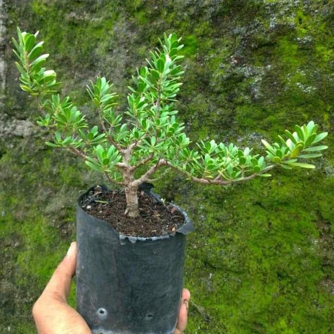 TANAMAN SANTIGI / STIGI BAHAN BONSAI BIBIT BERKUALITAS DARI BIJI Kode 389