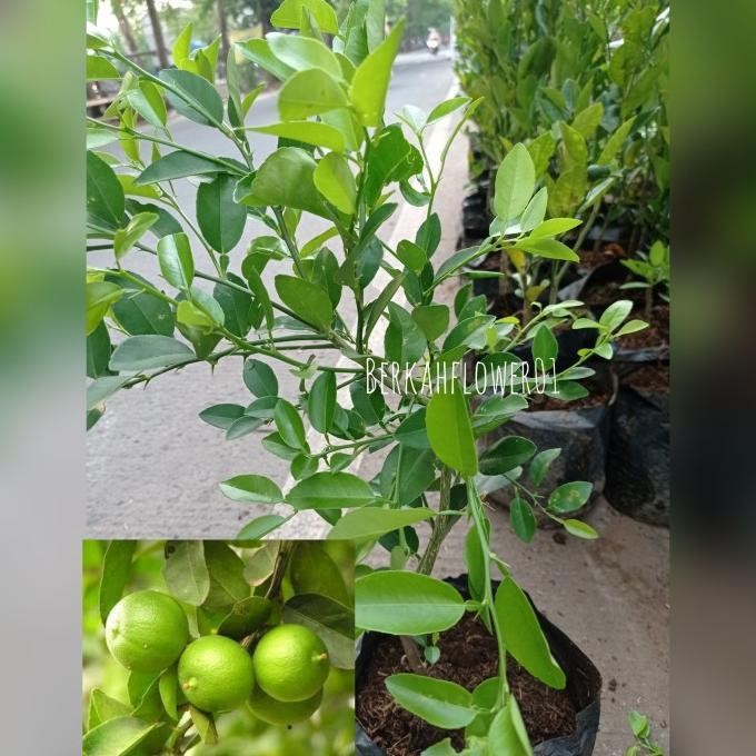 Pohon jeruk nipis okulasi, Pohon jeruk nipis kampung, Jeruk nipis Kode 139