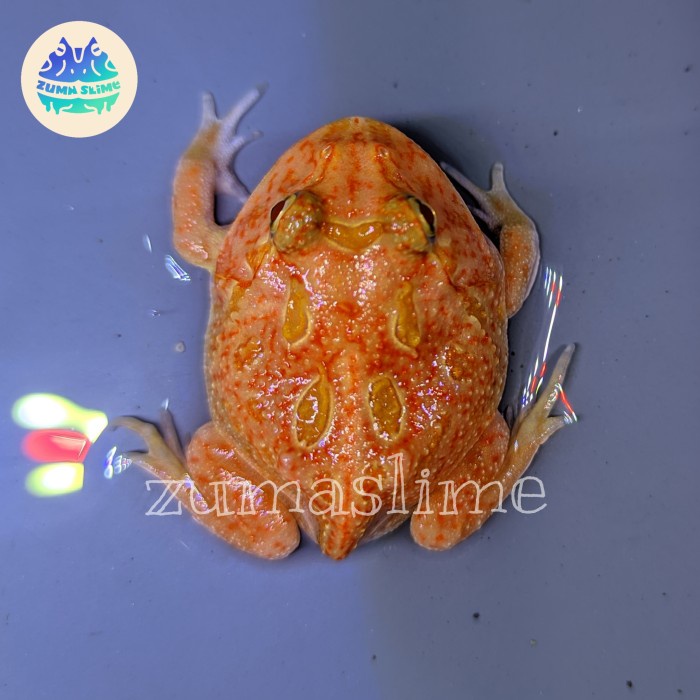 KODOK PACMAN FROG STRAWBERRY PLUS BUNDLING KODE 202