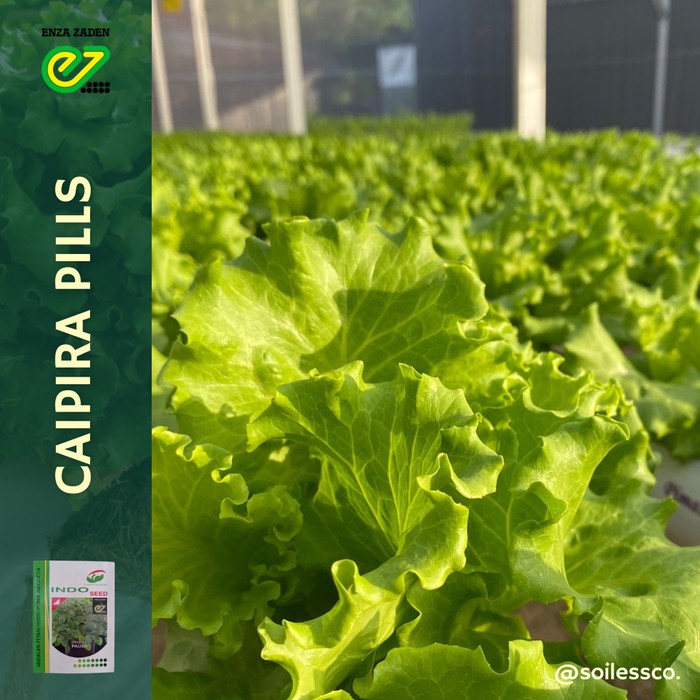 benih lettuce caipira indoseed grosir (isi 500)