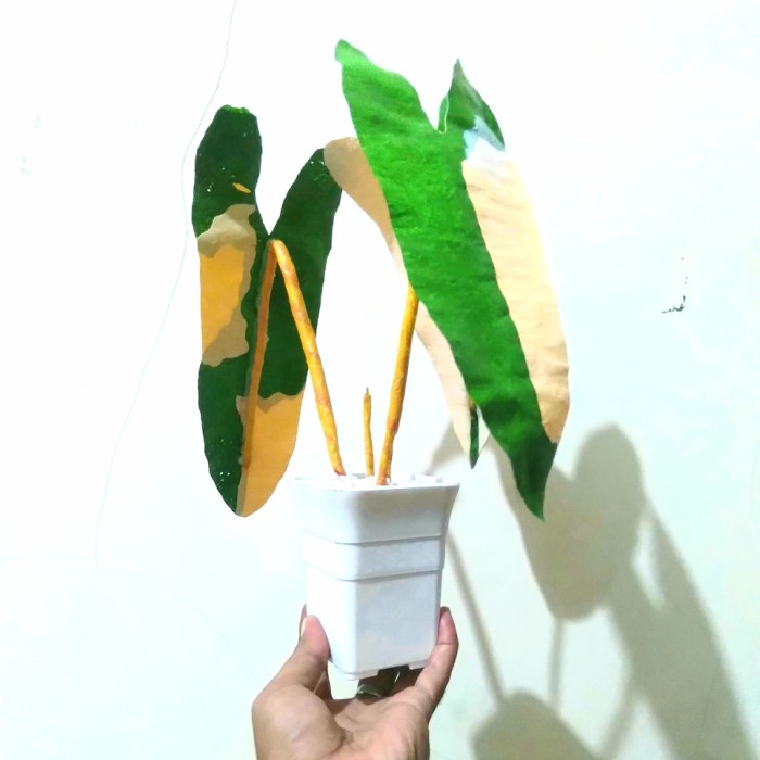 Philodendron Billietiae Variegata Termurah Artificial Plant