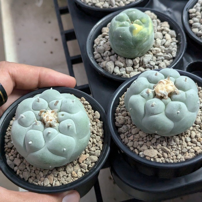 Lophophora dan ariocarpus pesanan